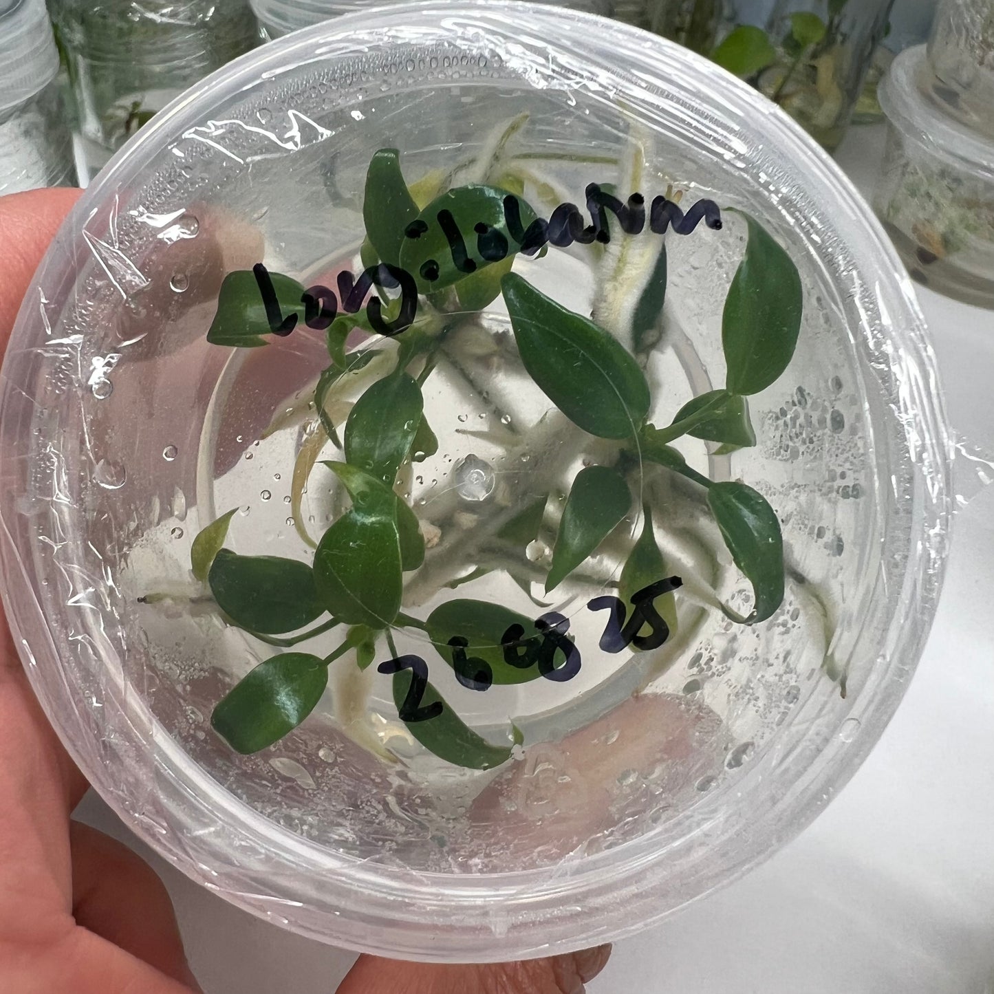 Philodendron longilobatum (3plants/flask) - Tissue culture Flask