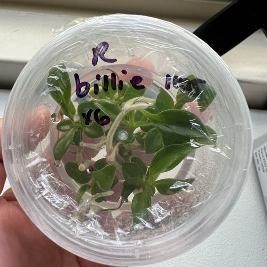 Tissue Culture Kits Flora Magnifica Australia