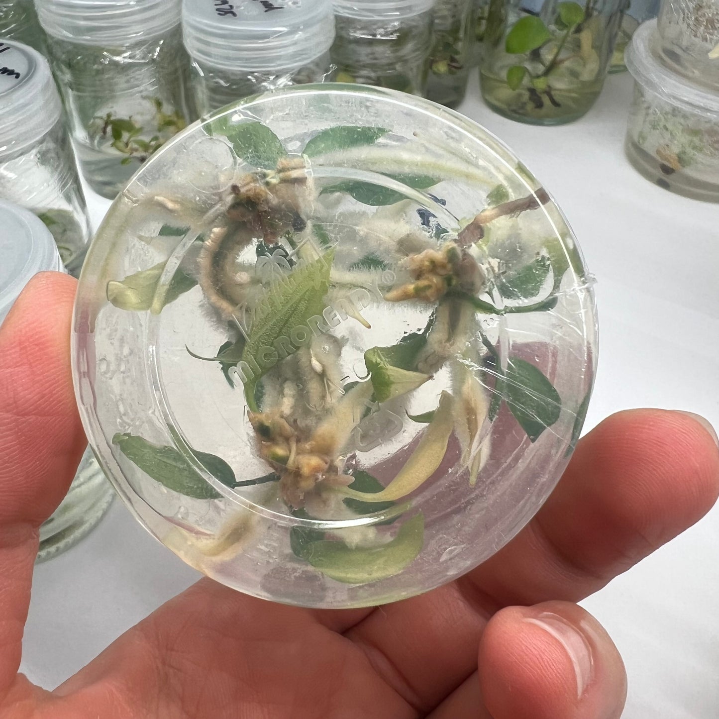 Philodendron longilobatum (3plants/flask) - Tissue culture Flask