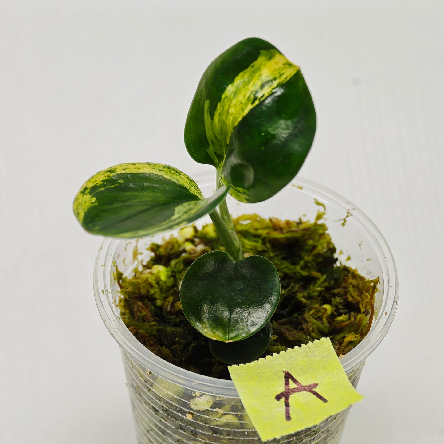 Scindapsus treubii Dark form Aurea Variegated
