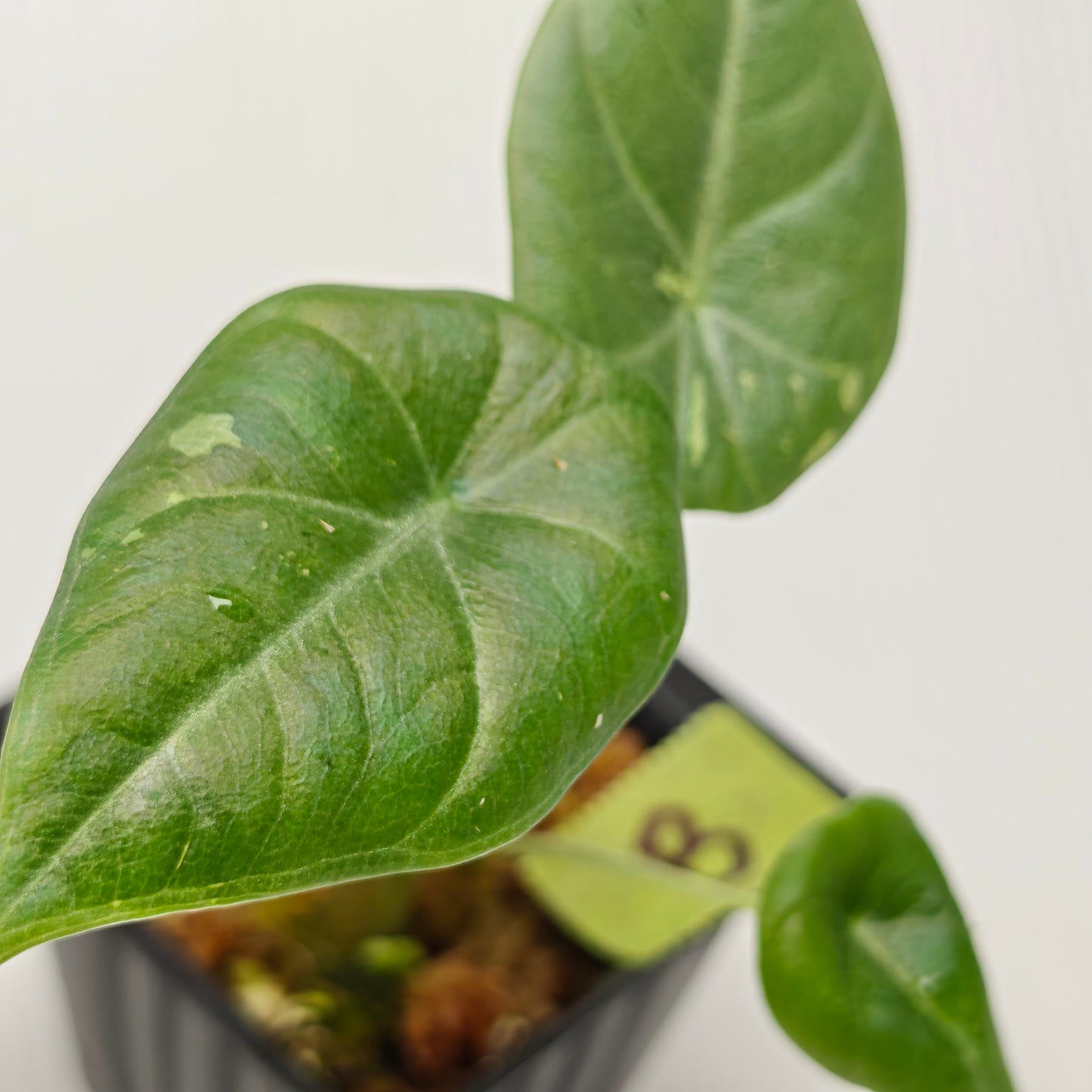 Alocasia Maharani Albo LOW Variegated