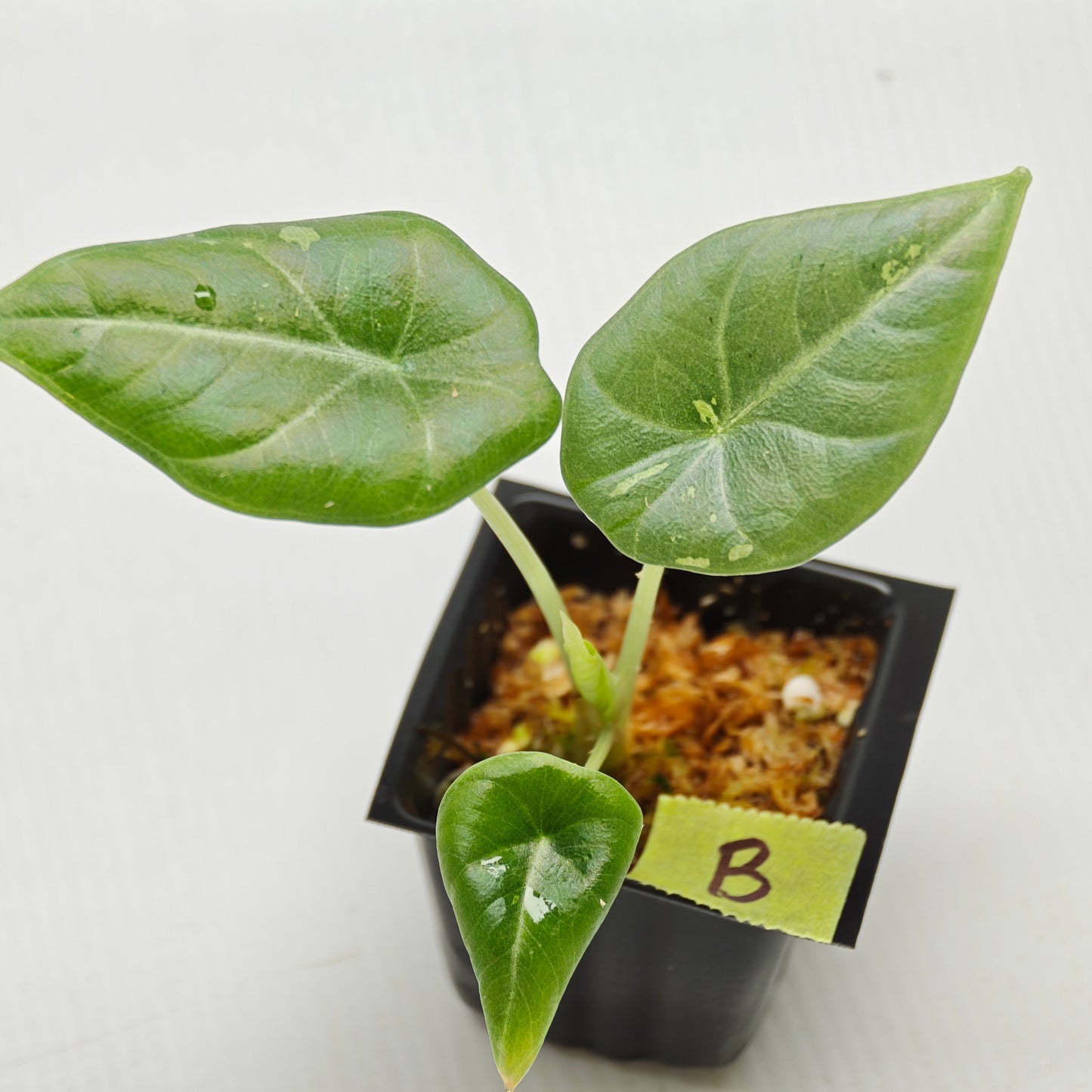 Alocasia Maharani Albo LOW Variegated