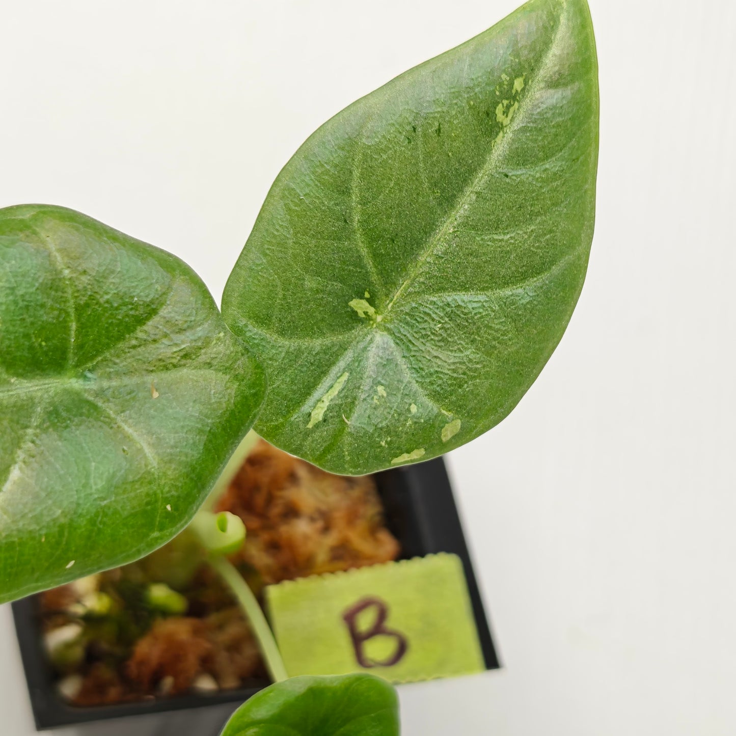 Alocasia Maharani Albo LOW Variegated