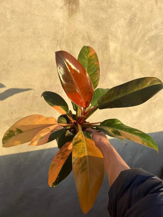 rare Variegated Philodendron Imperial Red for sale in Perth Australia