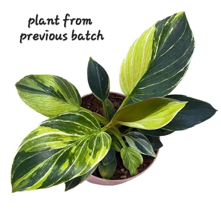 rare Philodendron Birkin Aurea Variegated for sale in Perth Australia