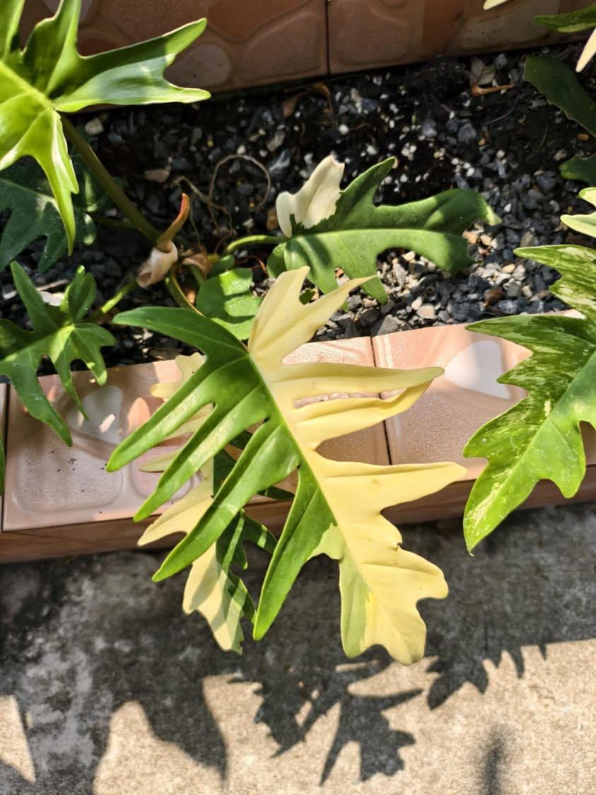 Philodendron Florida Beauty x P. tortum Variegated