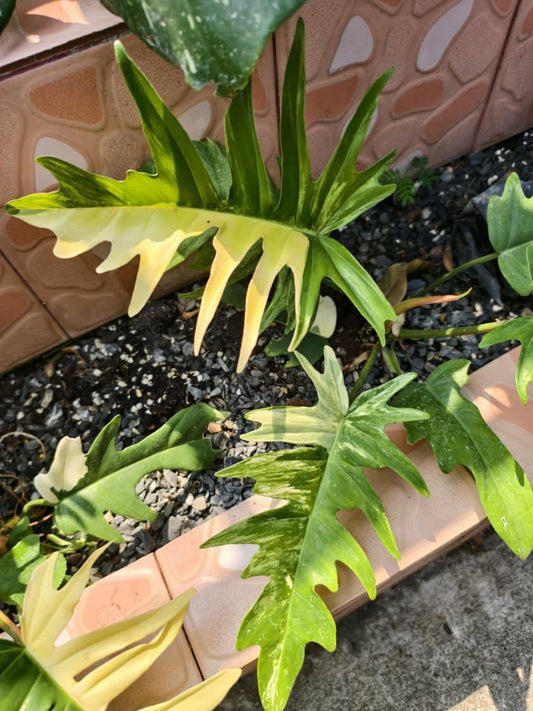 Philodendron Florida Beauty x P. tortum Variegated