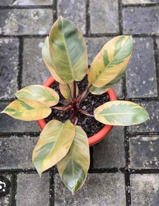 Philodendron Black cardinal var no.2