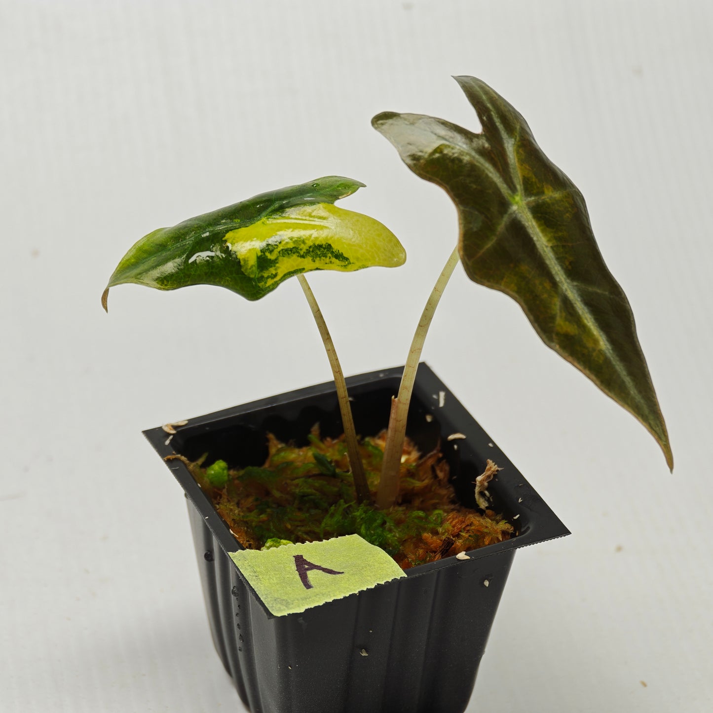 Alocasia sanderiana "Nobilis" Aurea Variegated