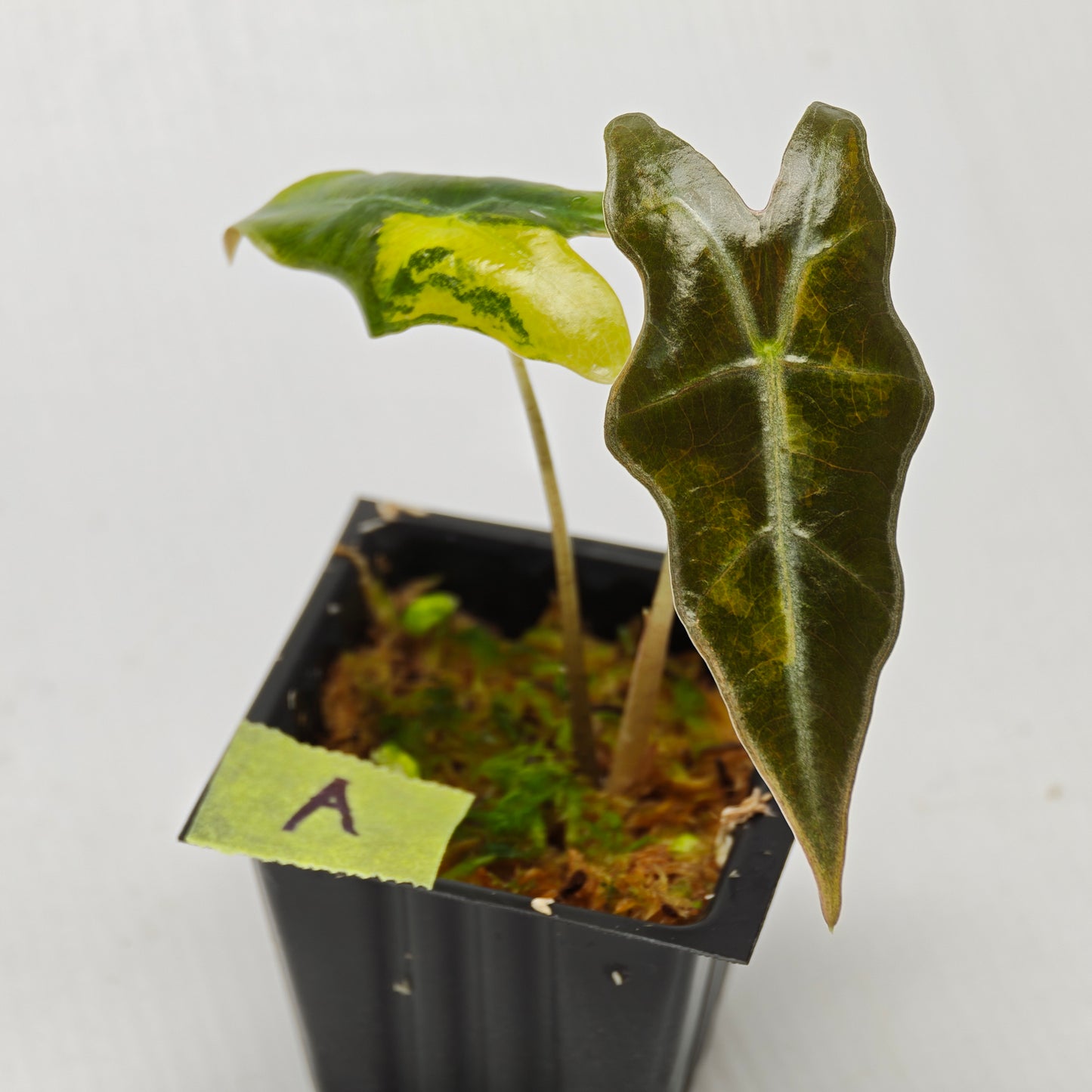 Alocasia sanderiana "Nobilis" Aurea Variegated