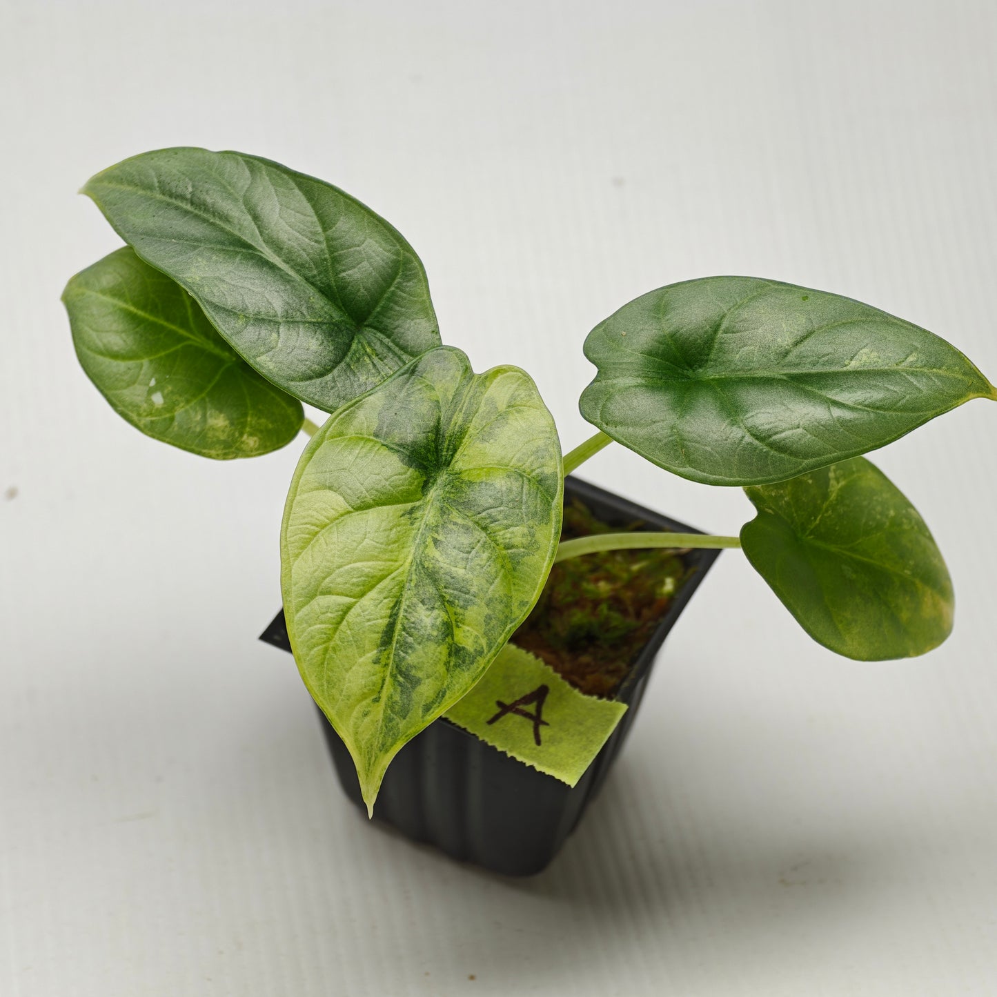Alocasia Silver Dragon Aurea Variegated