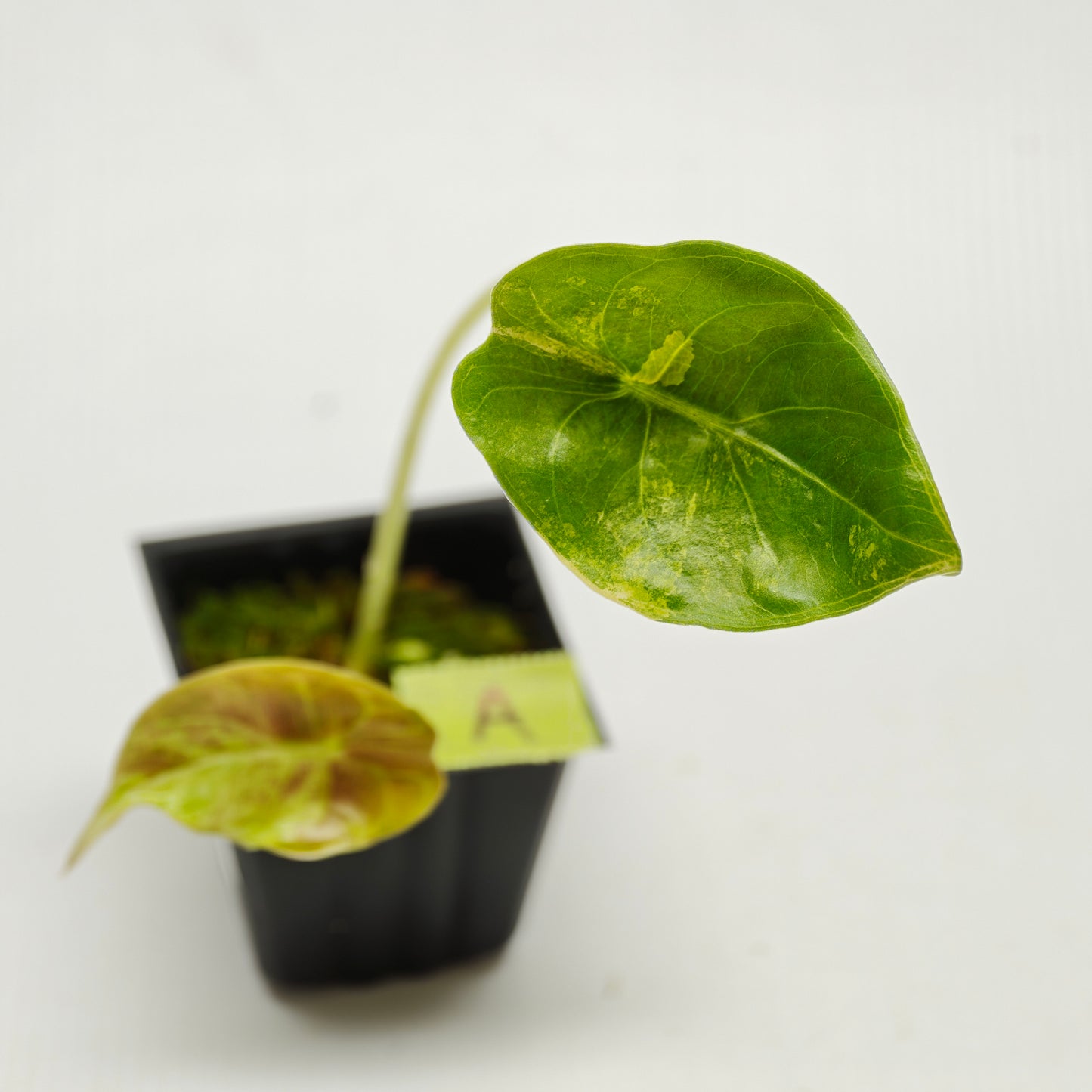 Alocasia sedenii Aurea Variegated