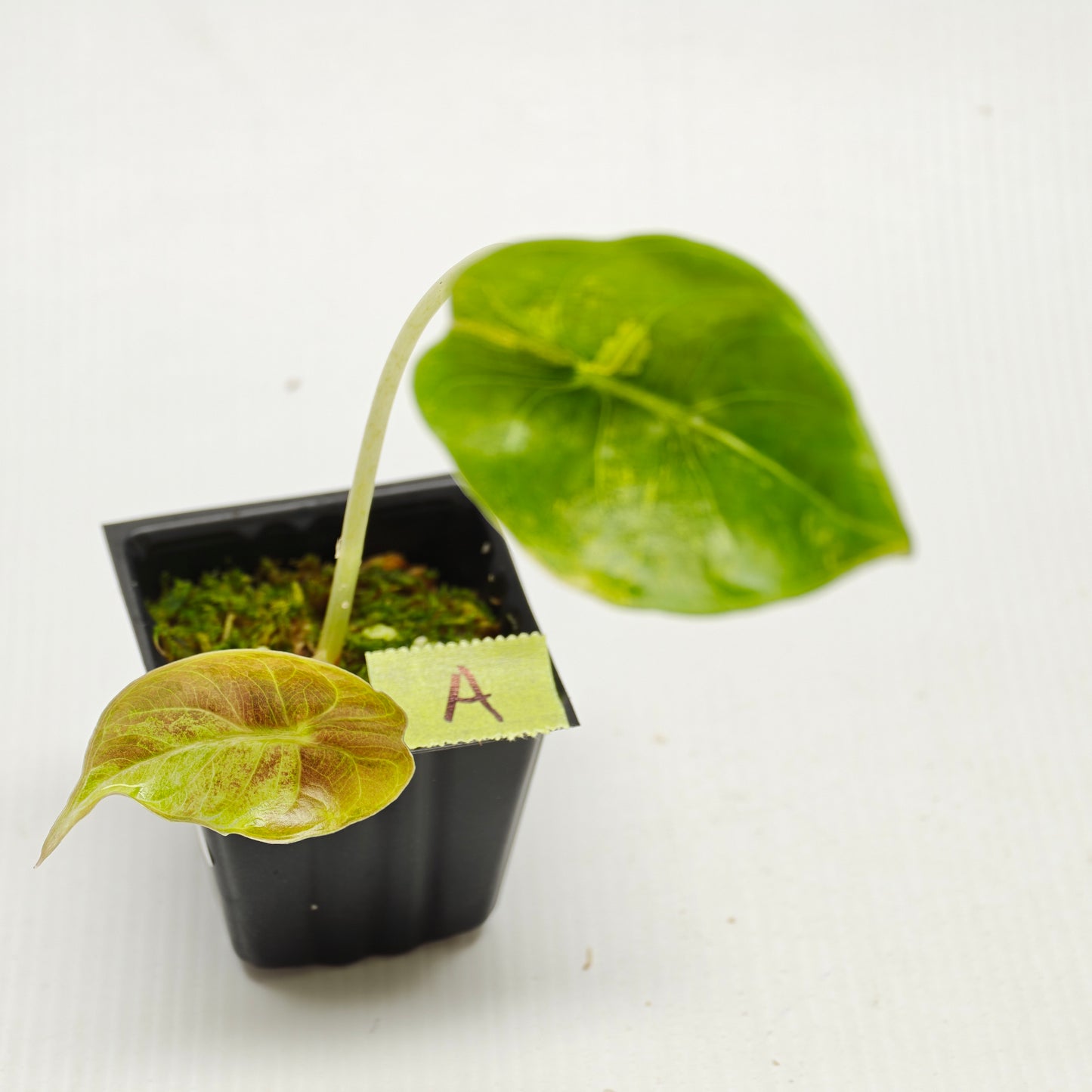 Alocasia sedenii Aurea Variegated