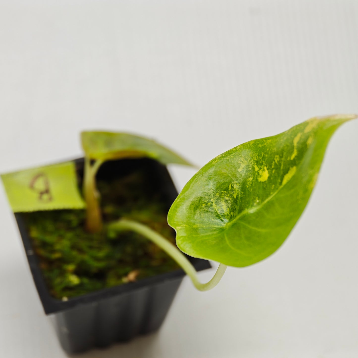 Alocasia sedenii Aurea Variegated