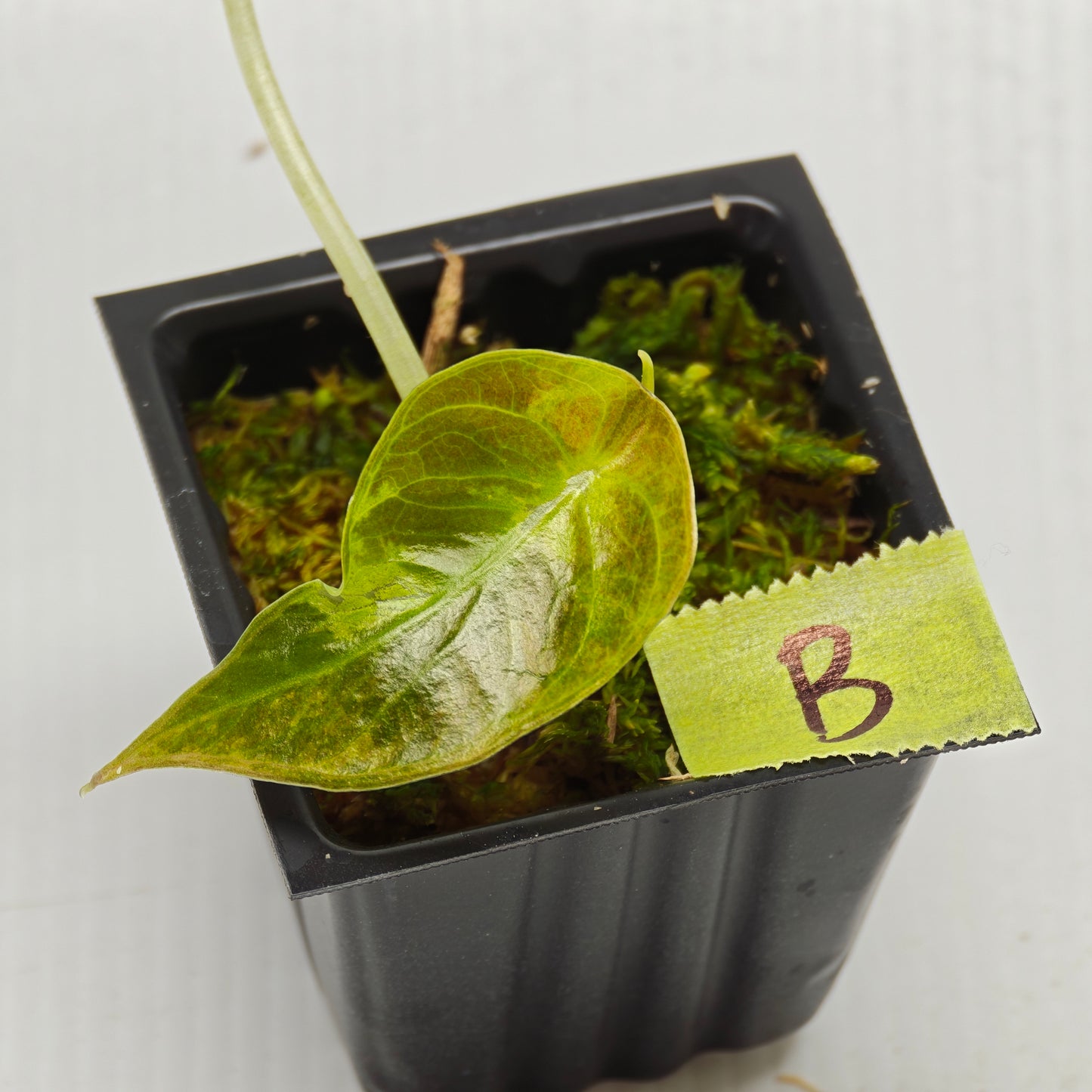 Alocasia sedenii Aurea Variegated