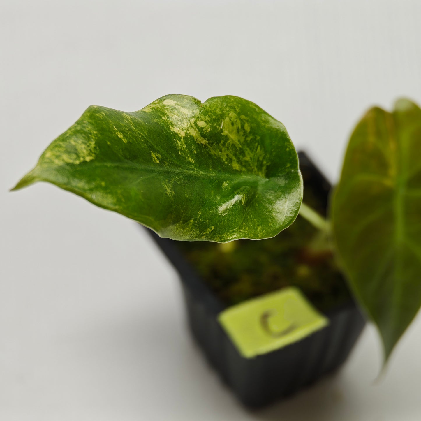 Alocasia sedenii Aurea Variegated