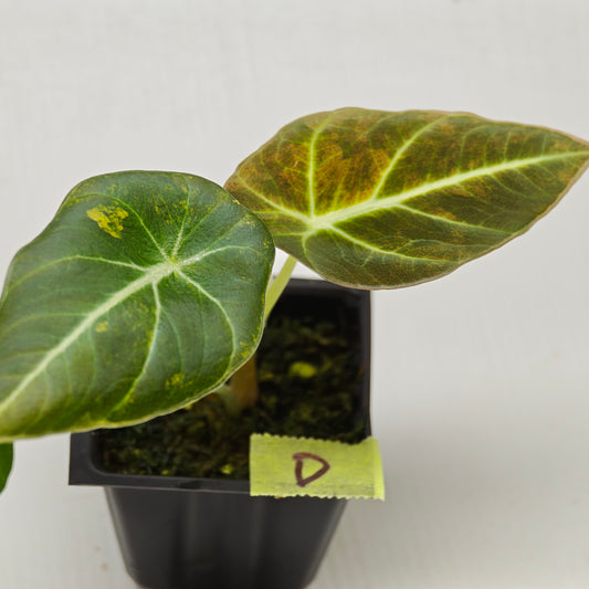 Alocasia Black Velvet Gold Variegated