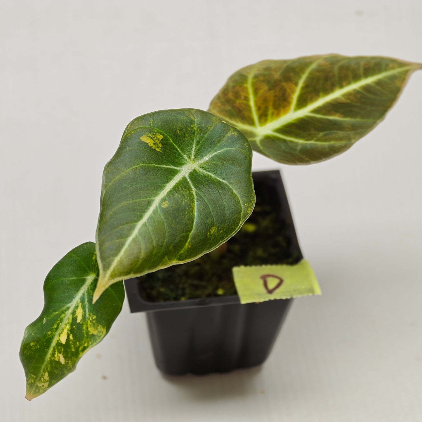 Alocasia Black Velvet Gold Variegated