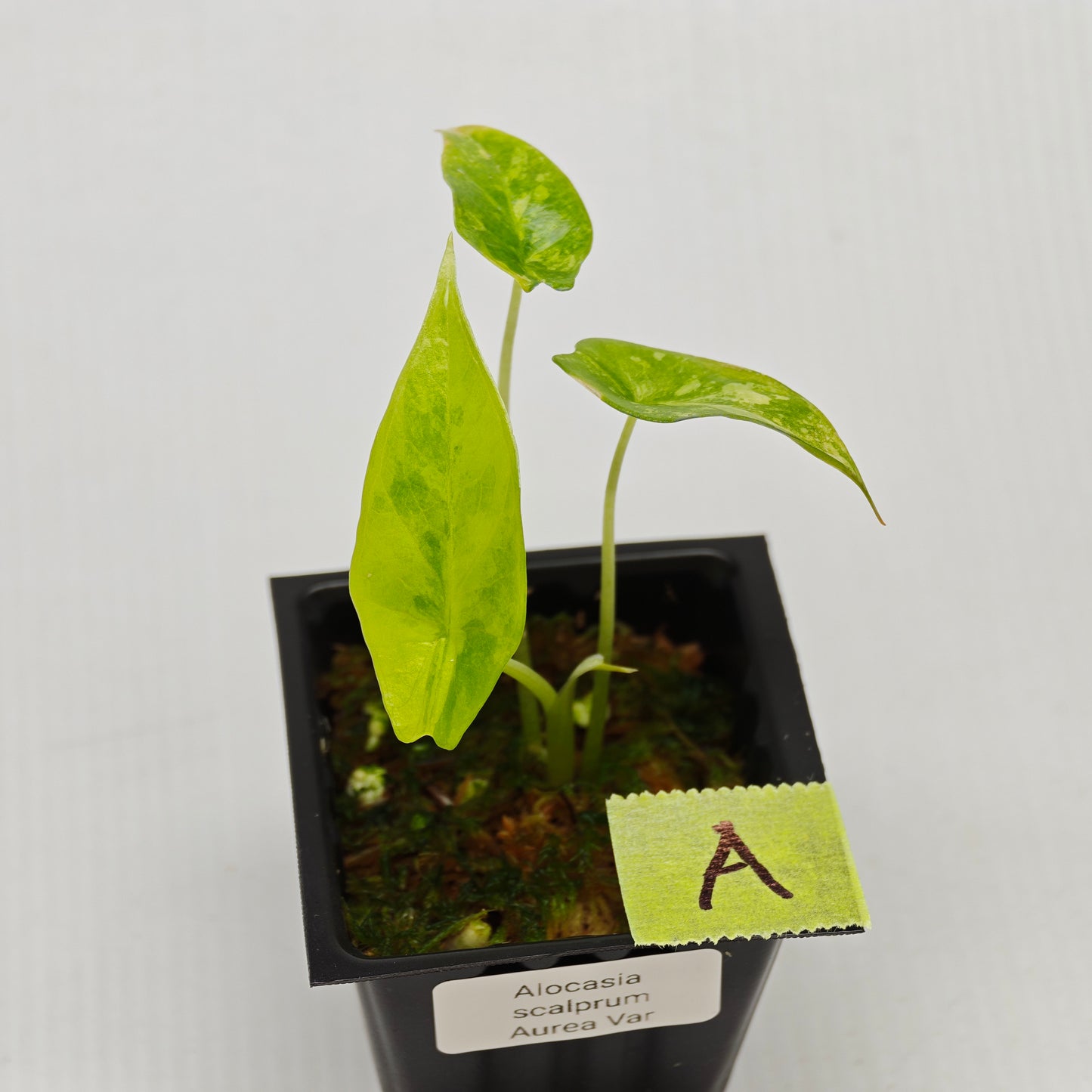 Alocasia scalprum Aurea Variegated