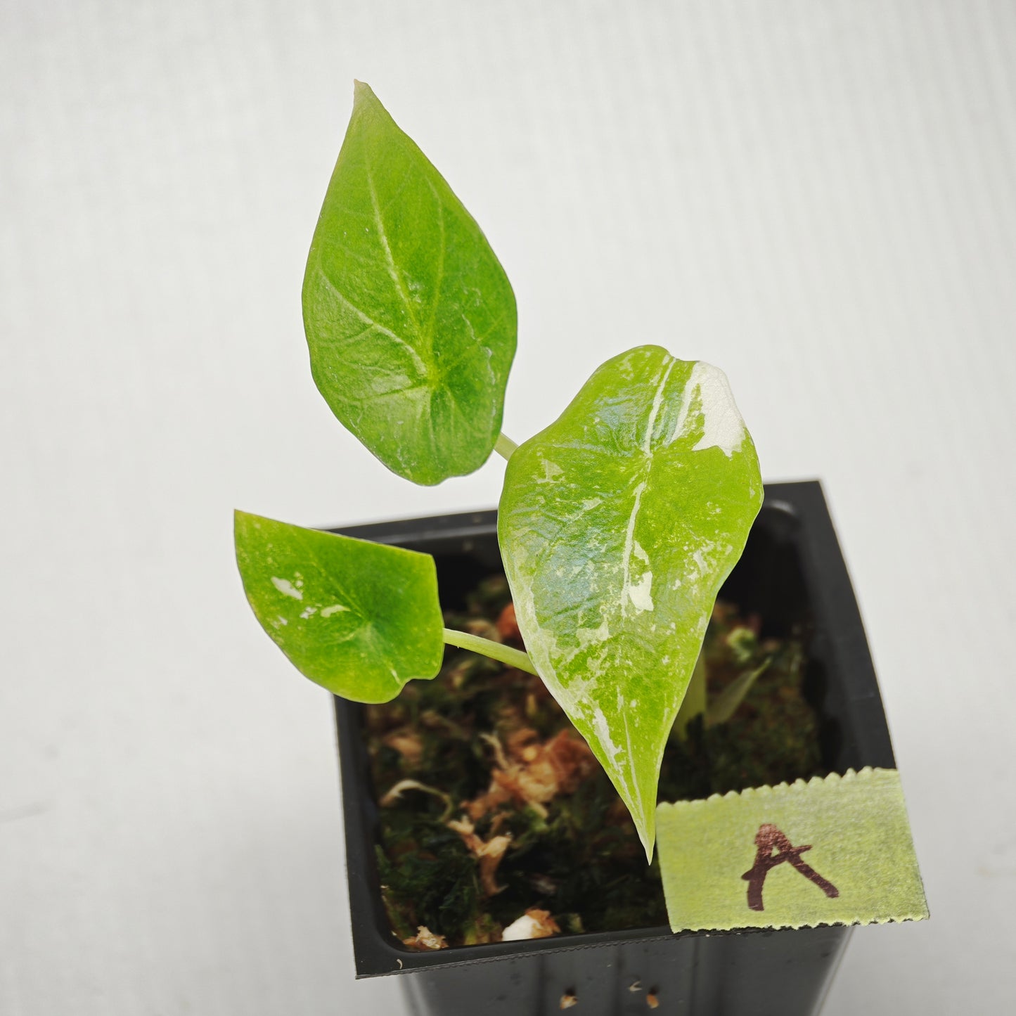 Alocasia scalprum Albo Variegated