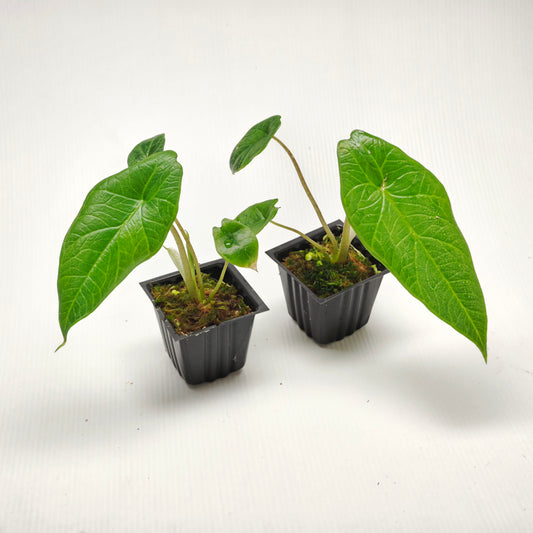 Alocasia scalprum Albo REVERTED