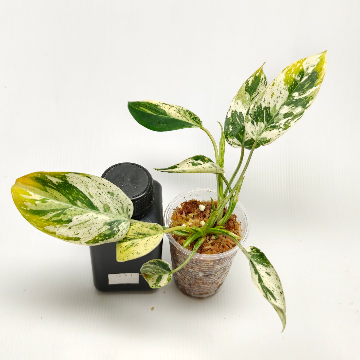 Philodendron Emerald Queen Marble