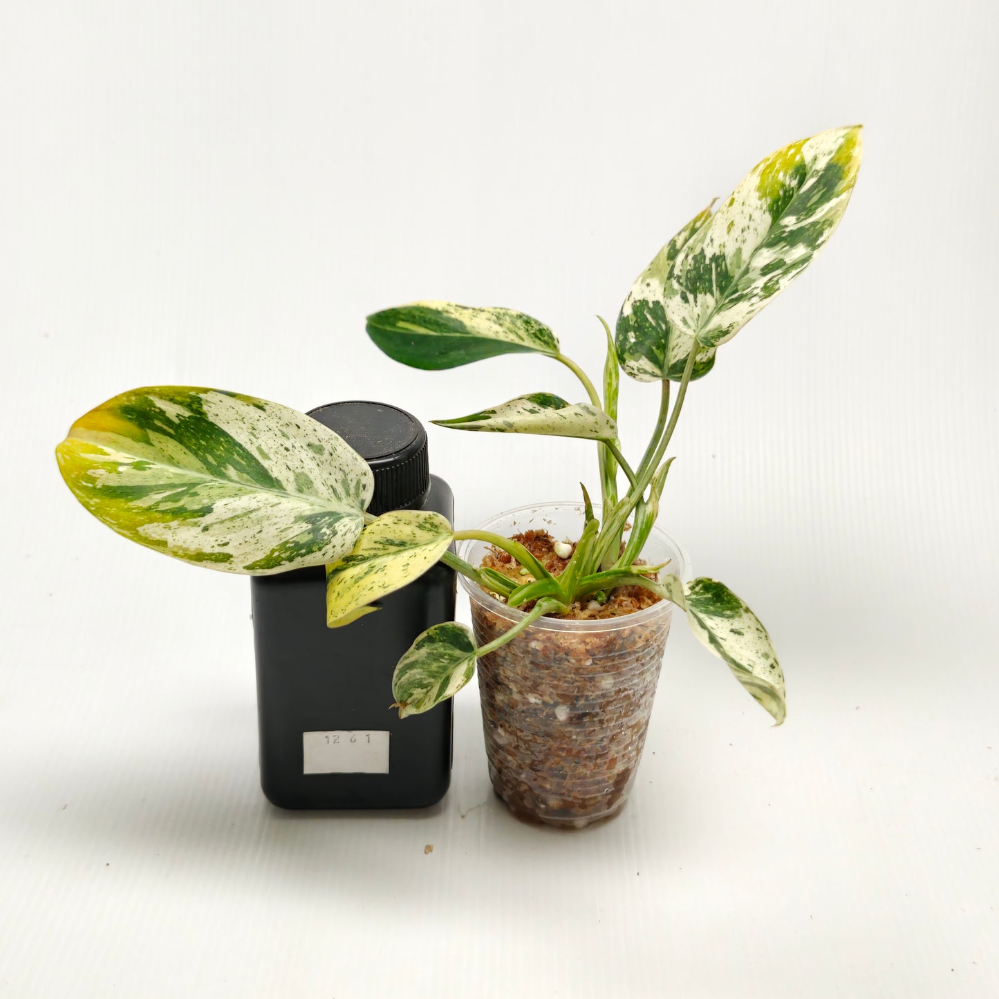 Philodendron Emerald Queen Marble