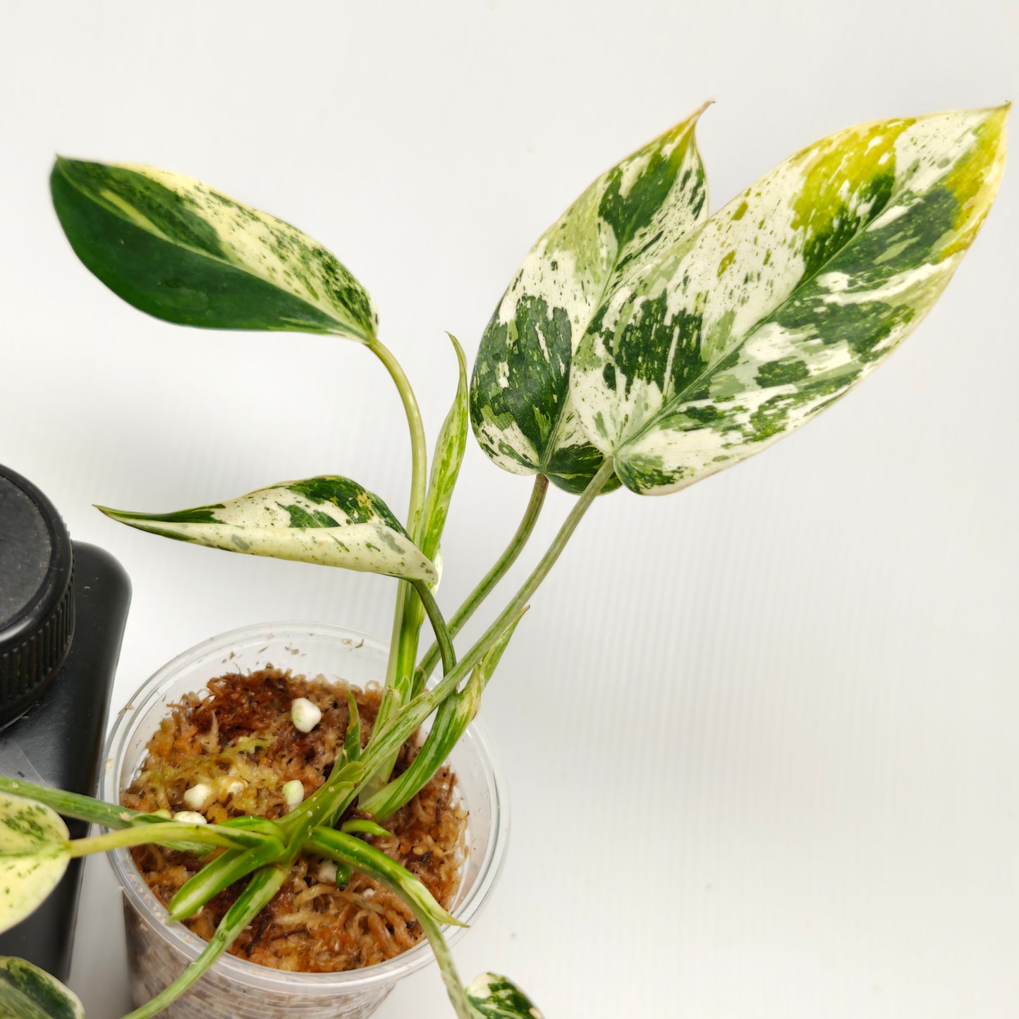 Philodendron Emerald Queen Marble