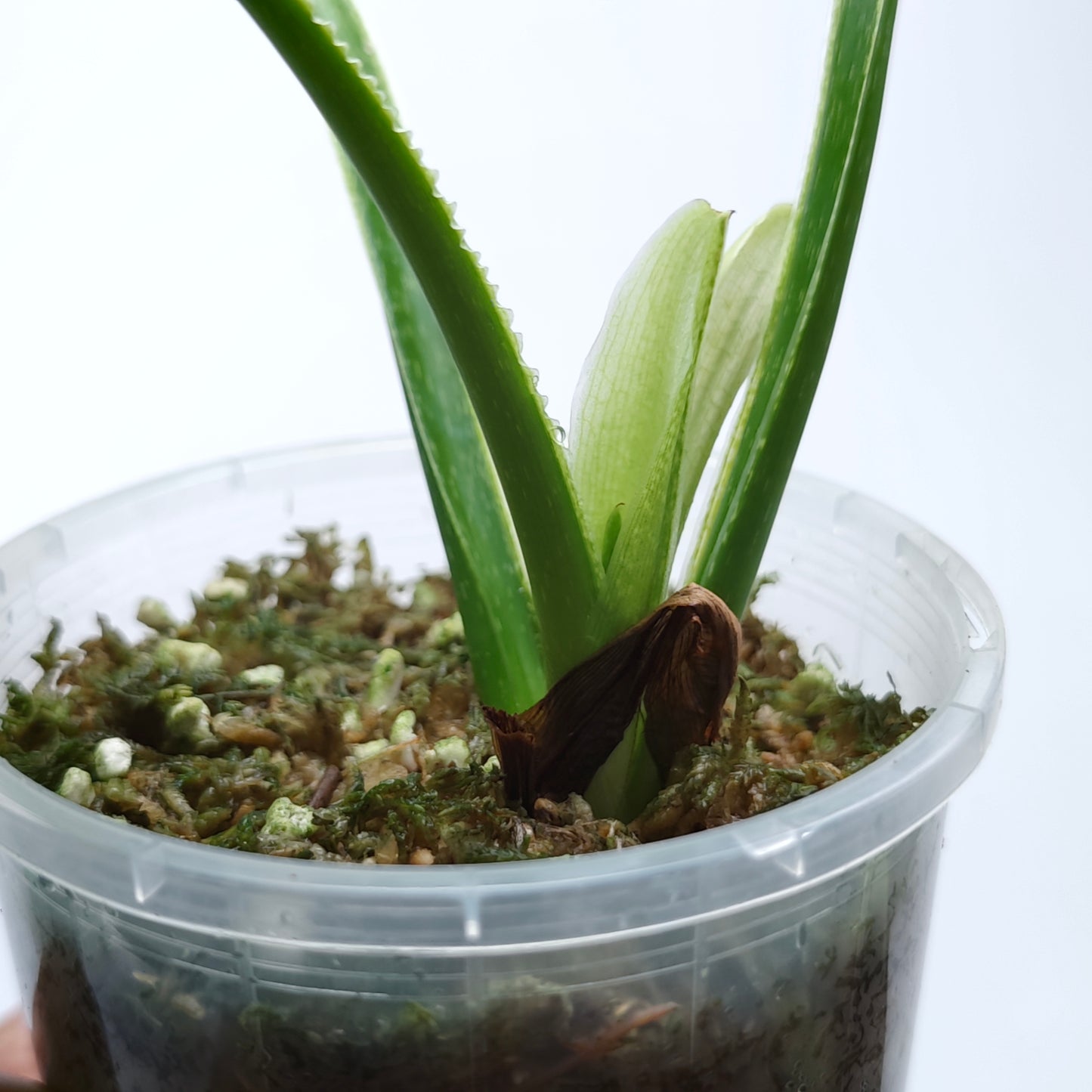 Philodendron plowmanii Variegated (M)