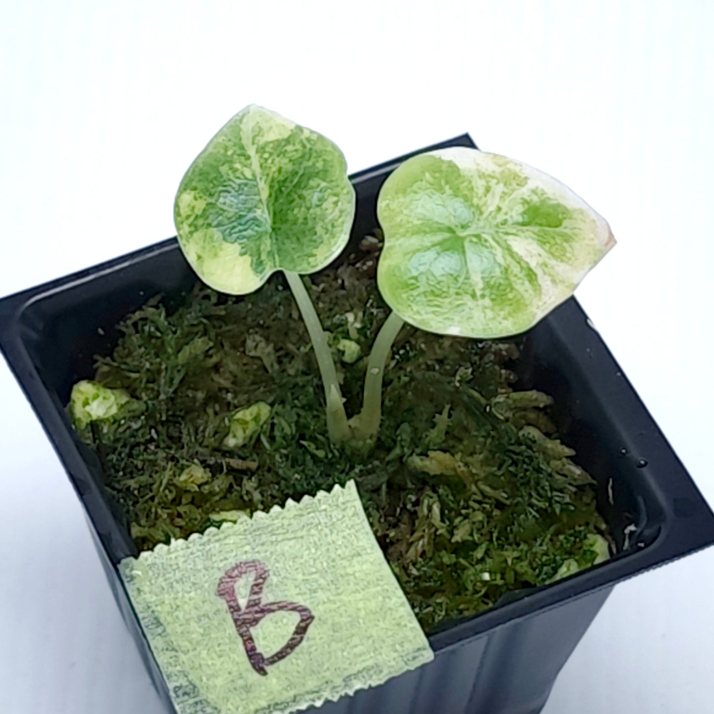 Alocasia melo Aurea variegated