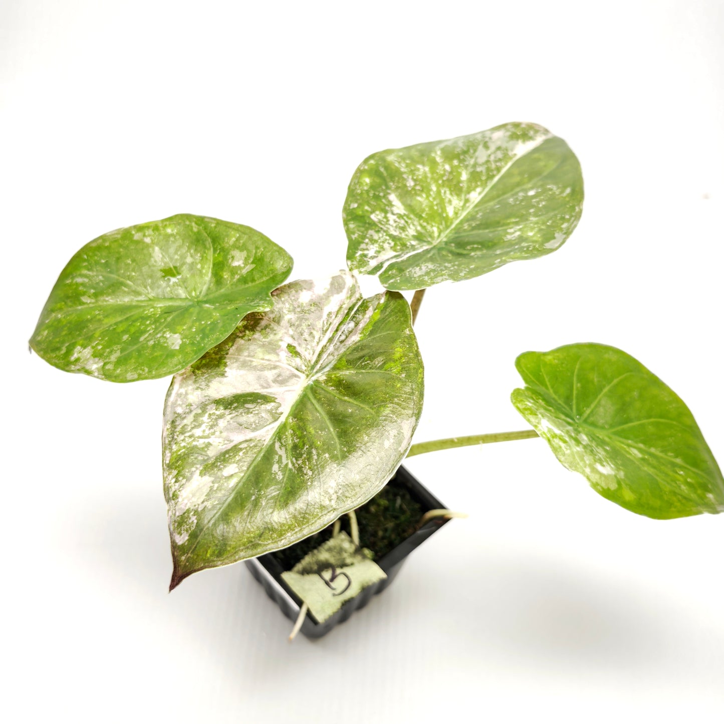 Alocasia wentii Albo/Pink Variegated