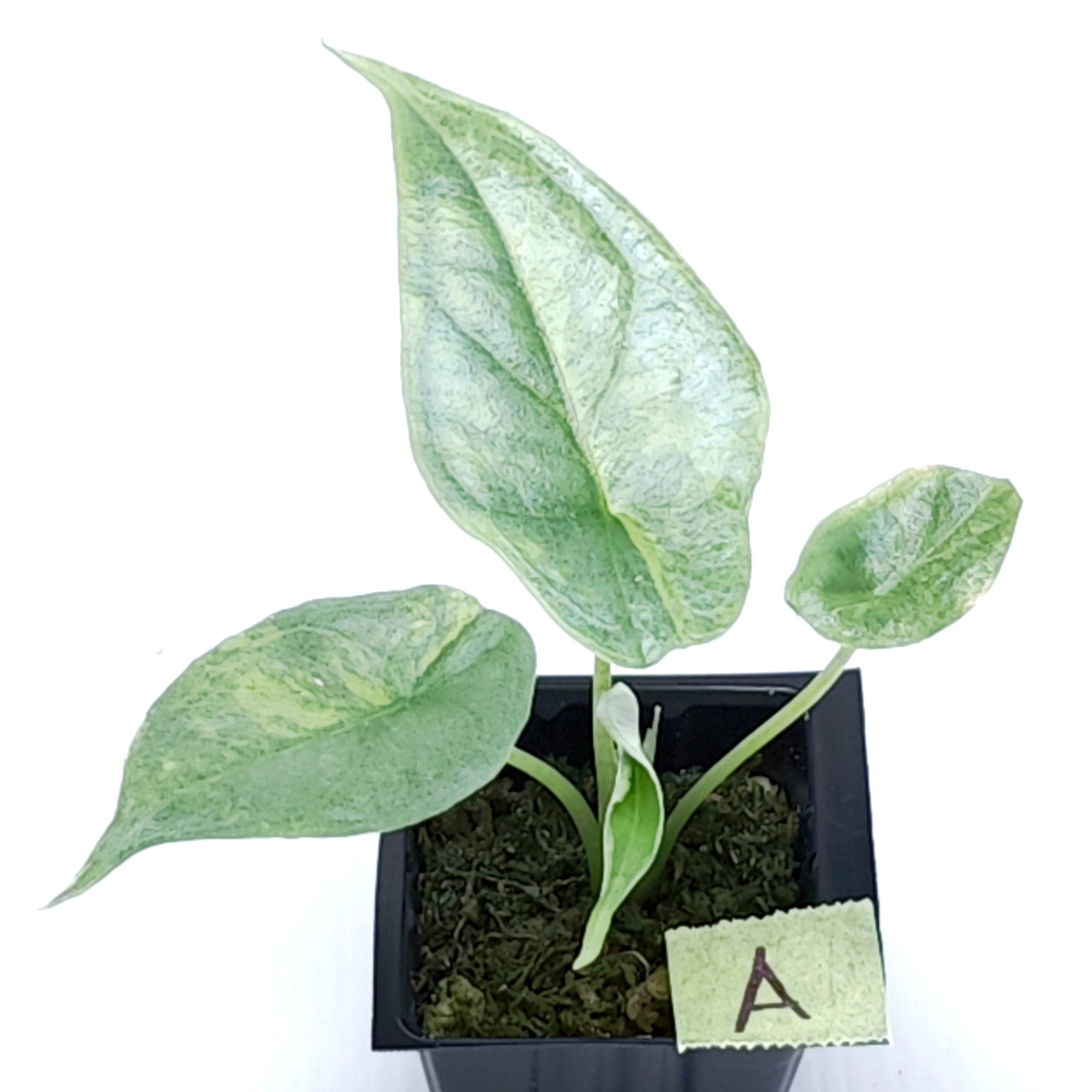 Alocasia heterophylla Dragon's Breath Aurea Variegated – Flora