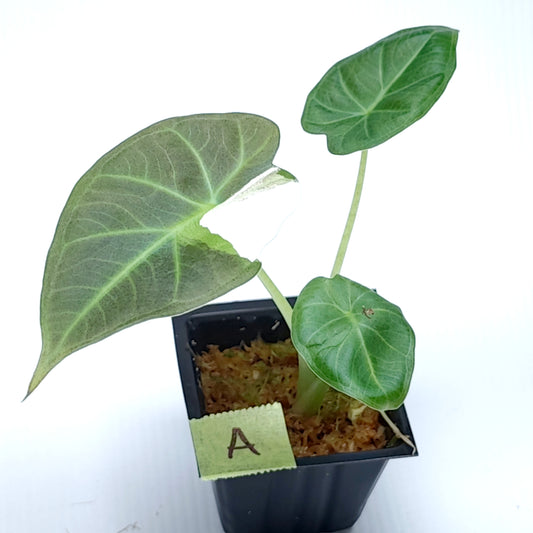 Alocasia Regal Shield Albo Variegated