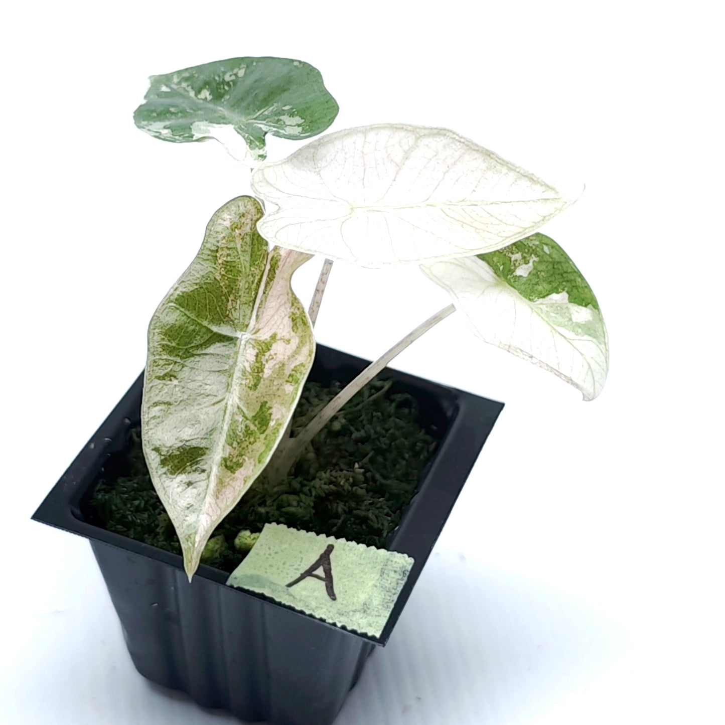 Alocasia pseudosanderiana Pink Variegated