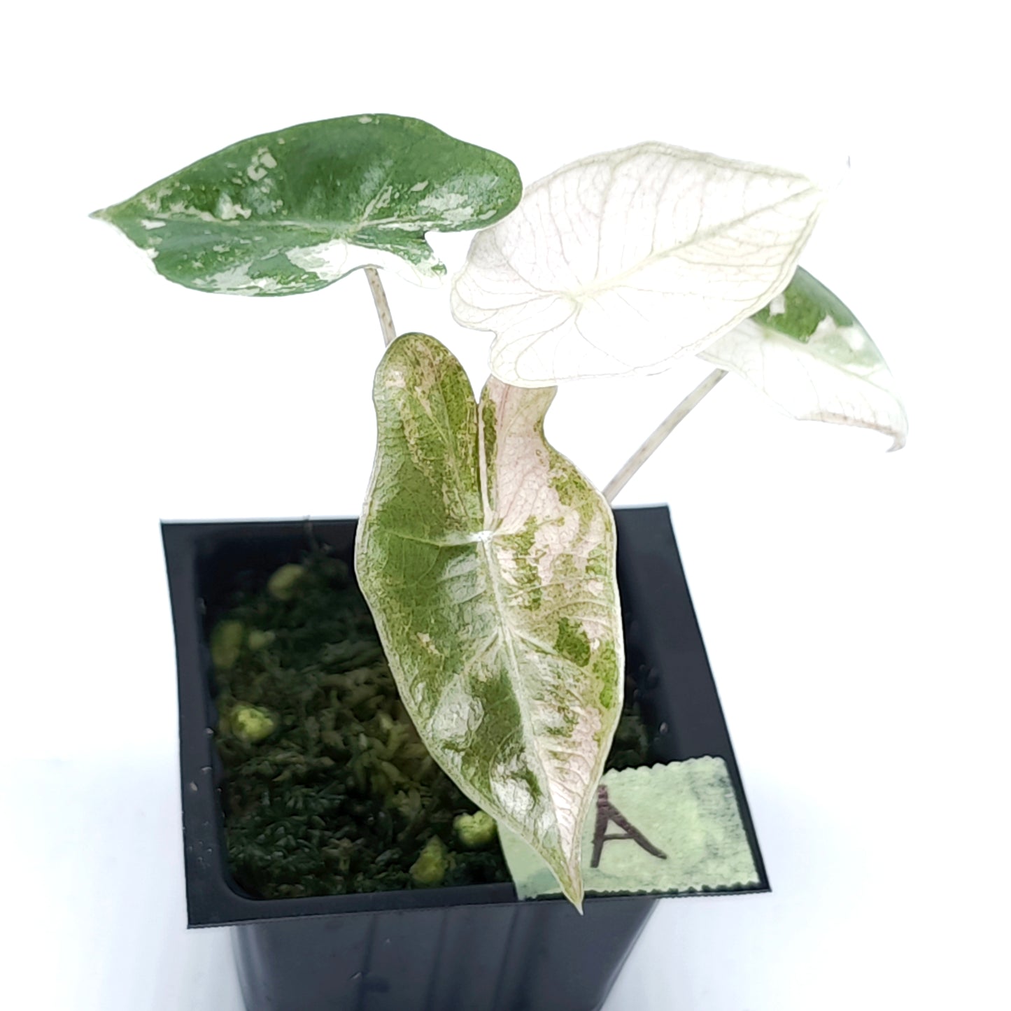 Alocasia pseudosanderiana Pink Variegated