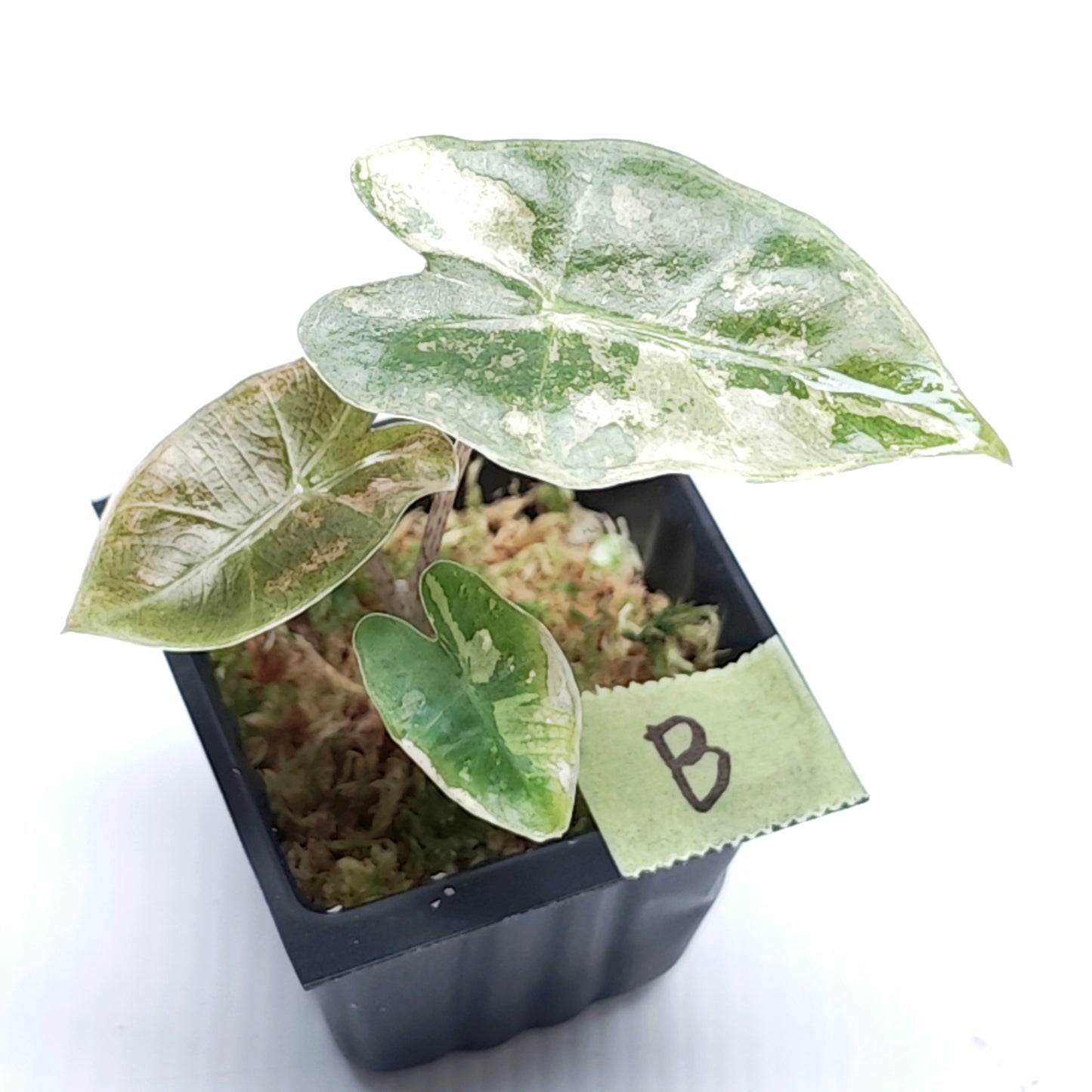 Alocasia pseudosanderiana Pink Variegated