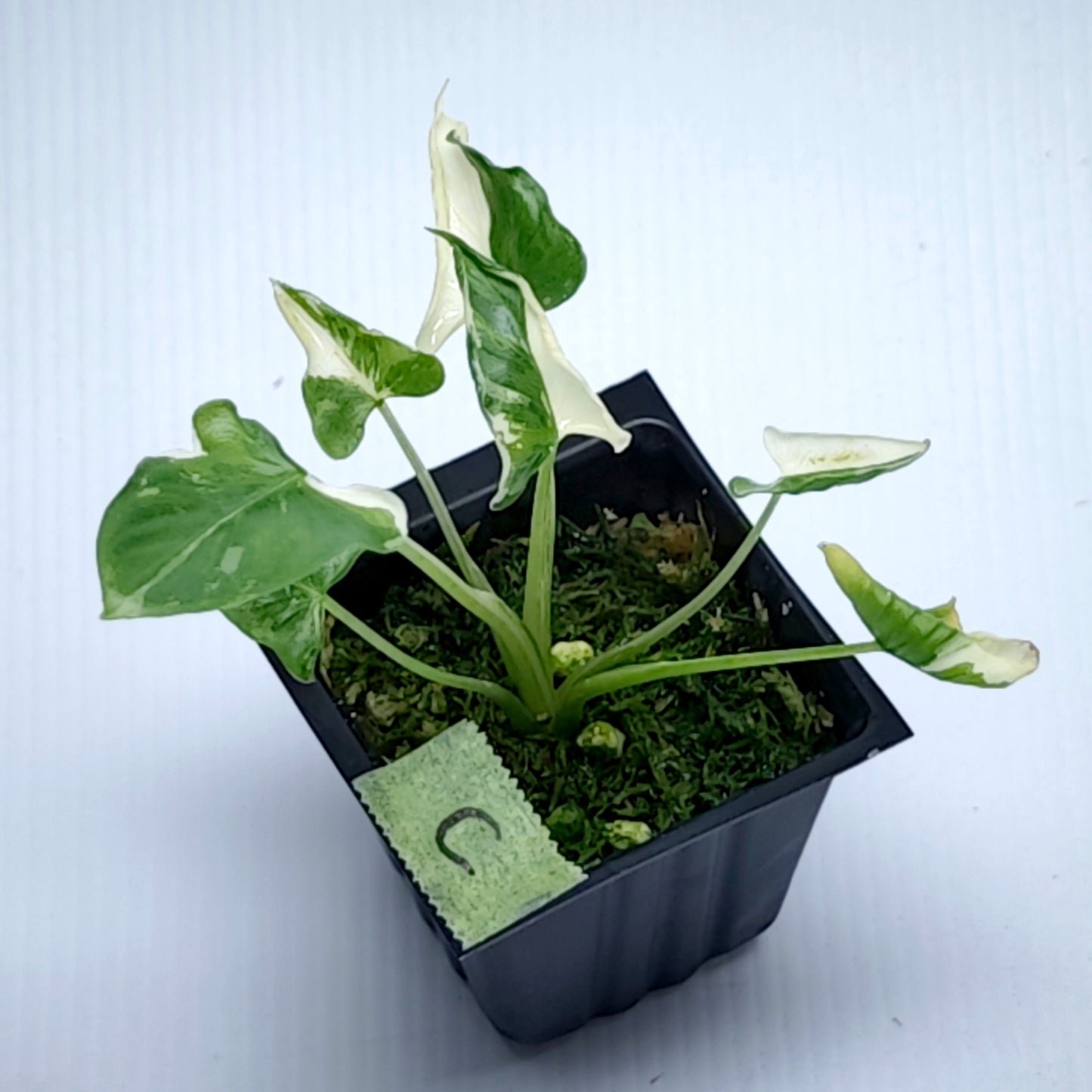 Alocasia triangularis Albo Variegated