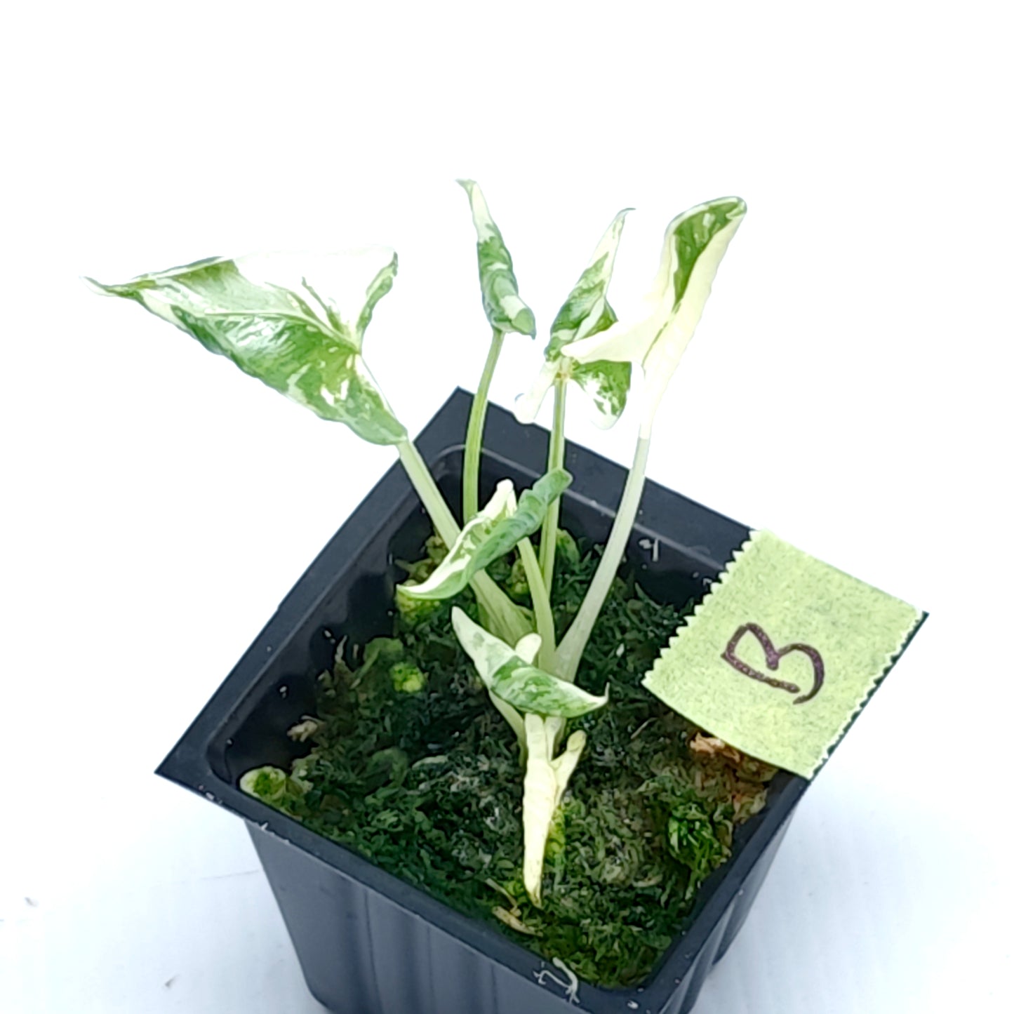 Alocasia triangularis Albo Variegated