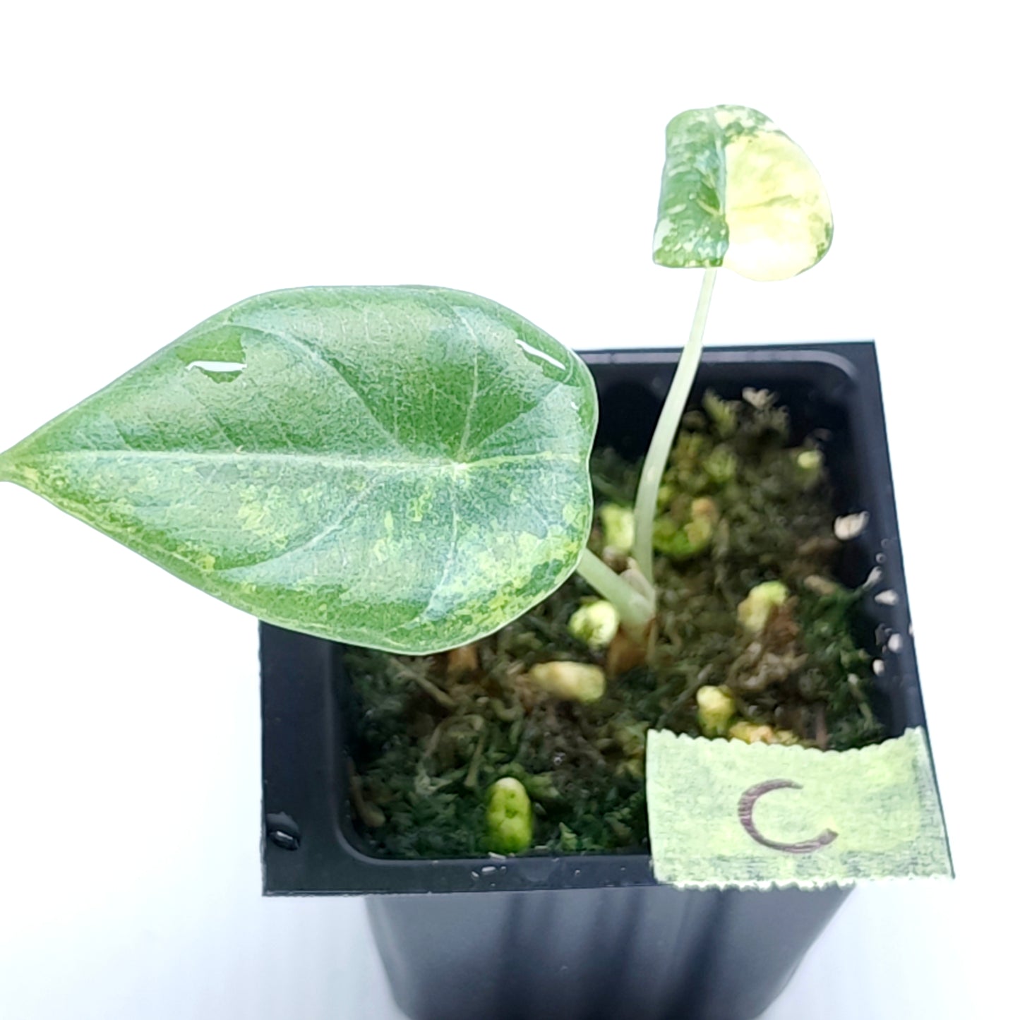 Alocasia Maharani Golden Lime Variegated