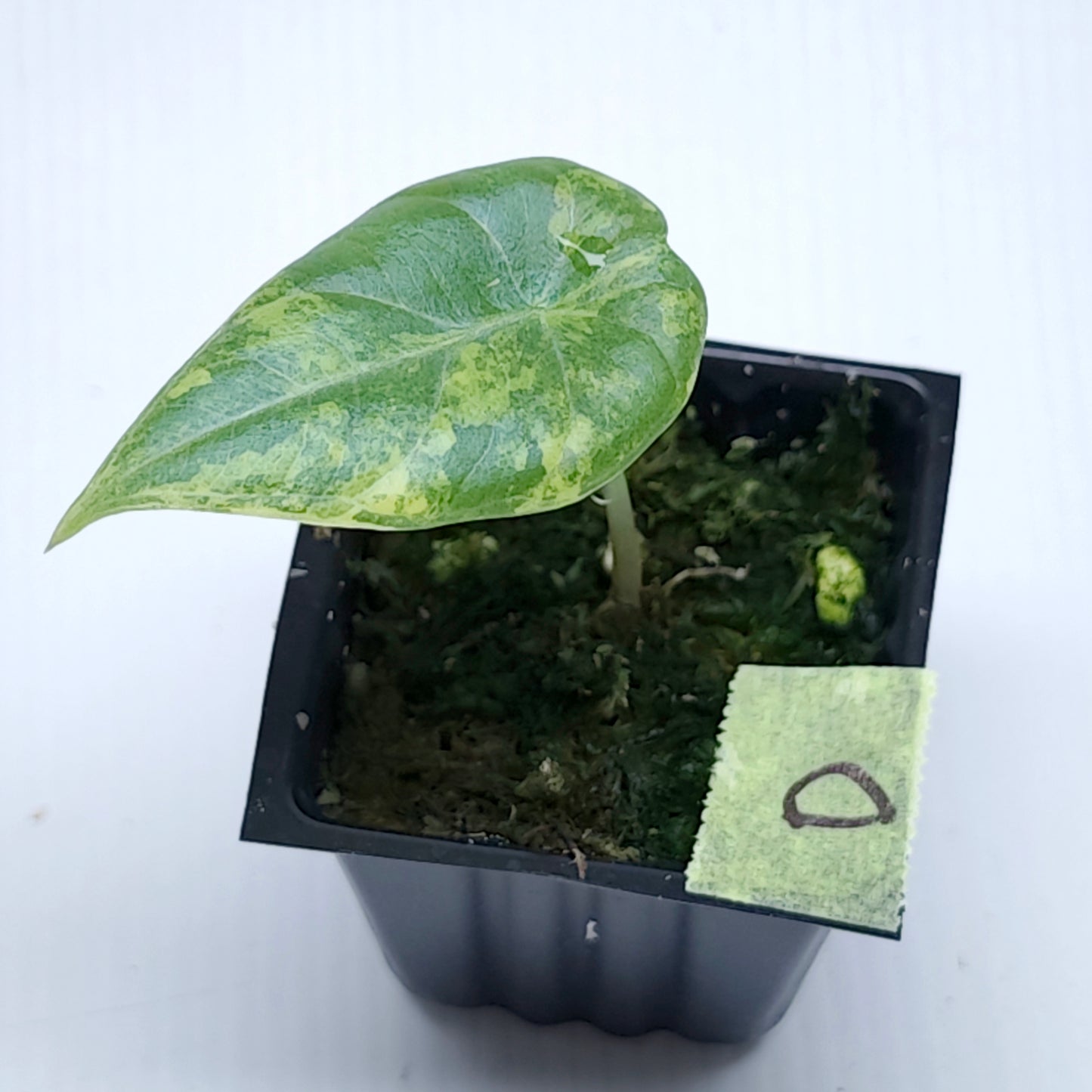 Alocasia Maharani Golden Lime Variegated