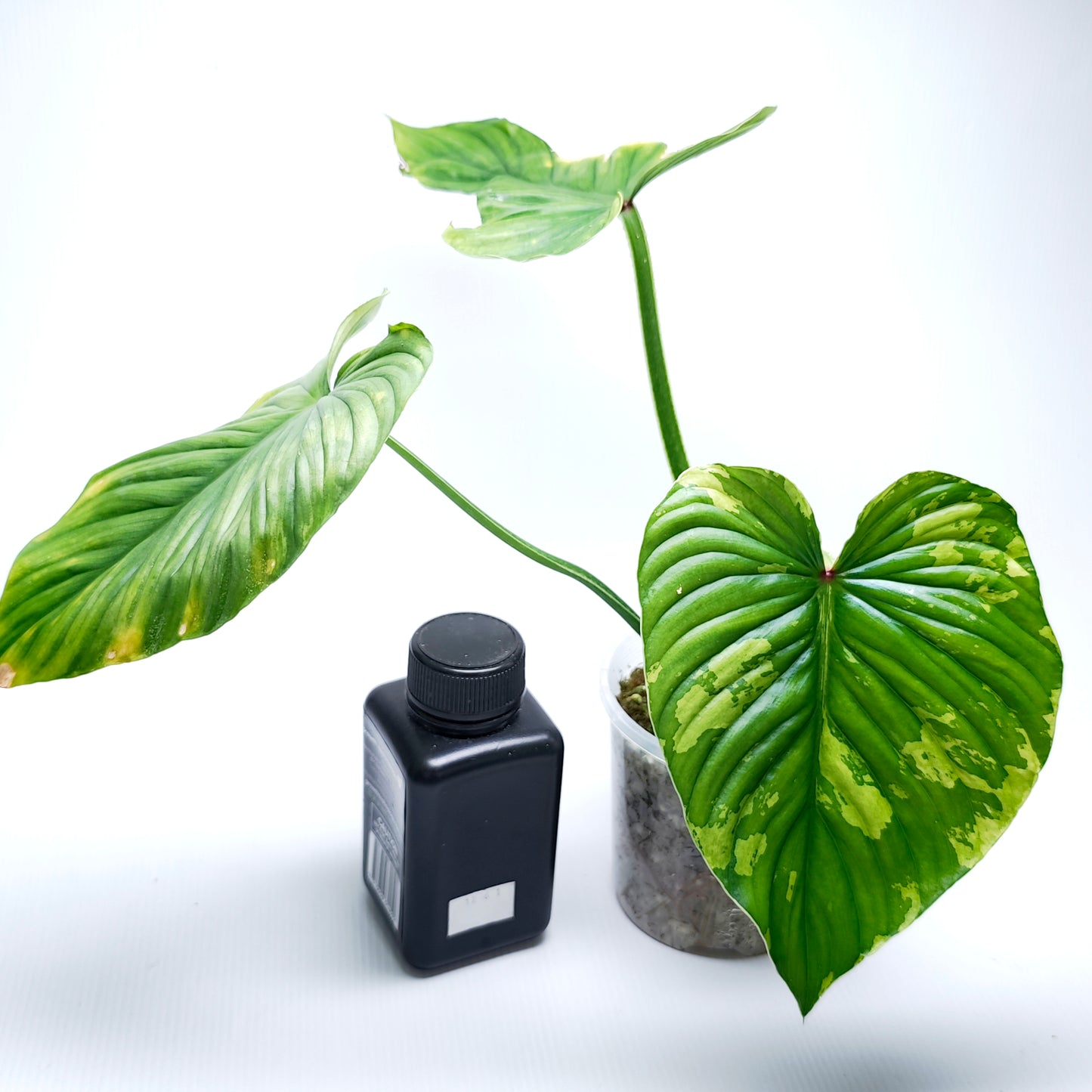 Philodendron plowmanii Variegated (M)
