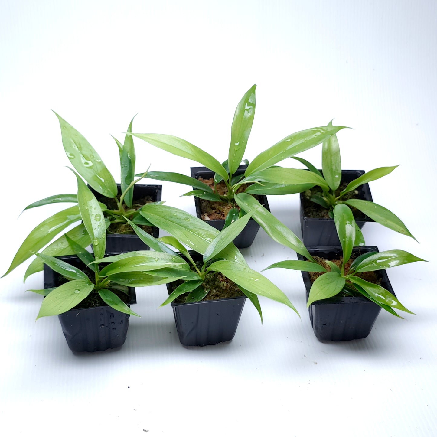 Philodendron Florida Beauty x P. tortum REVERTED