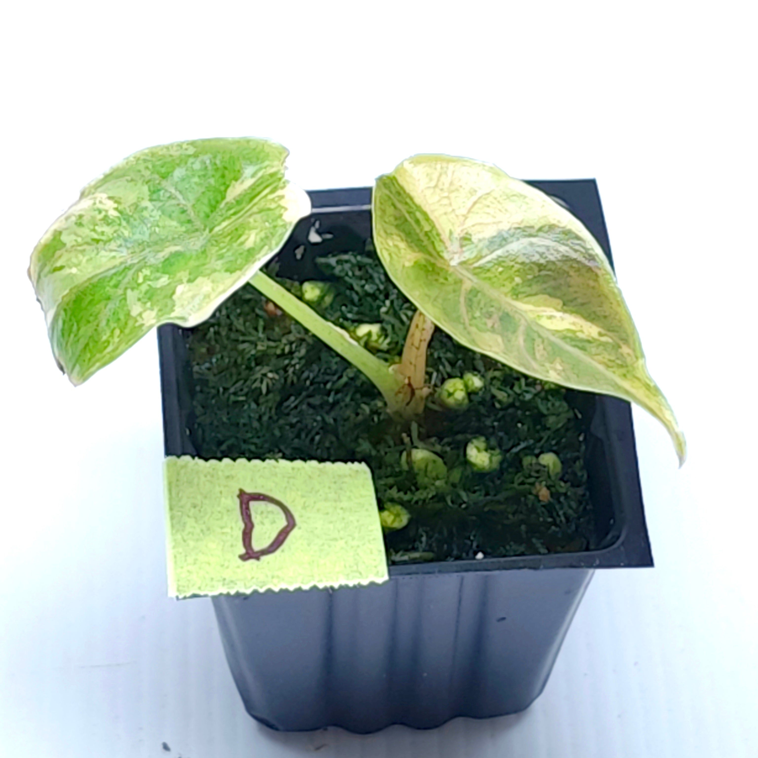 Alocasia azlanii Aurea Variegated – Flora Magnifica Australia
