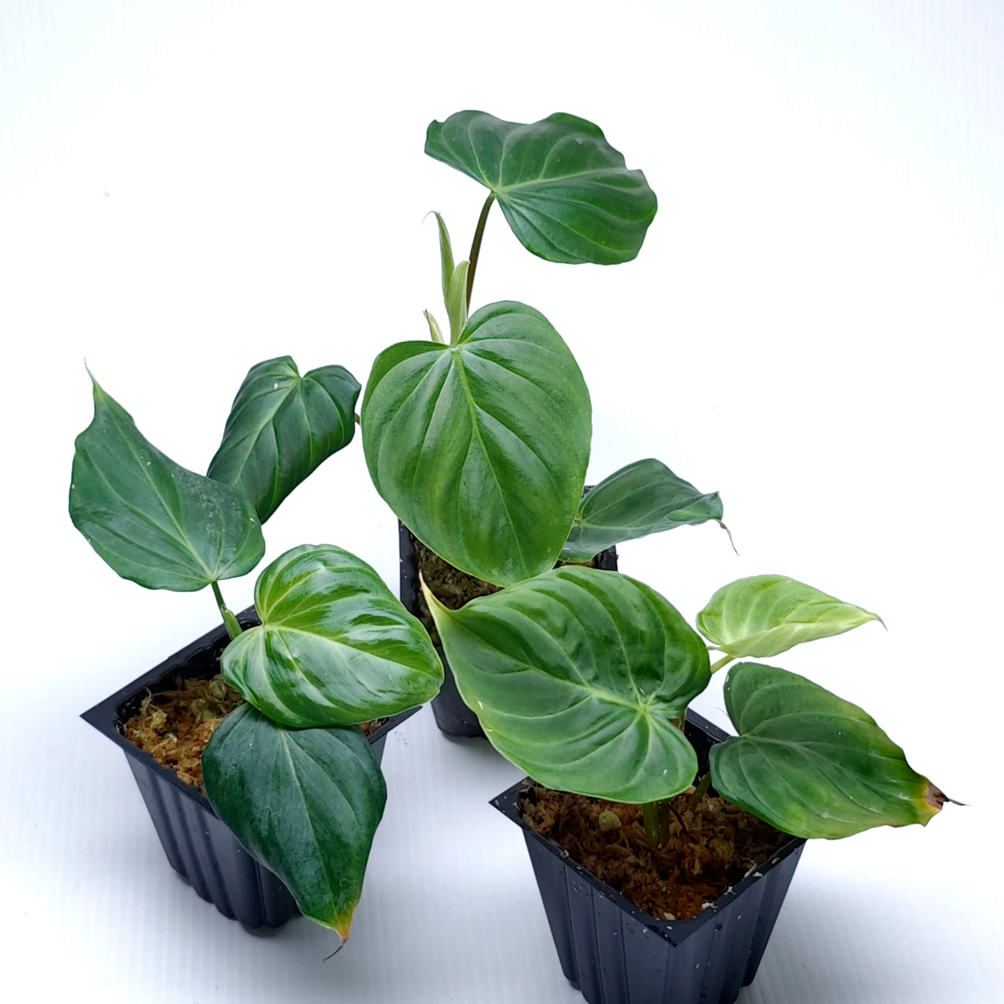 Philodendron verrucosum x P. majestic