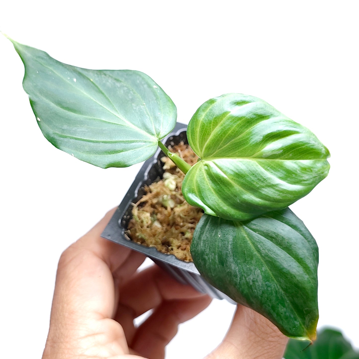 Philodendron verrucosum x P. majestic