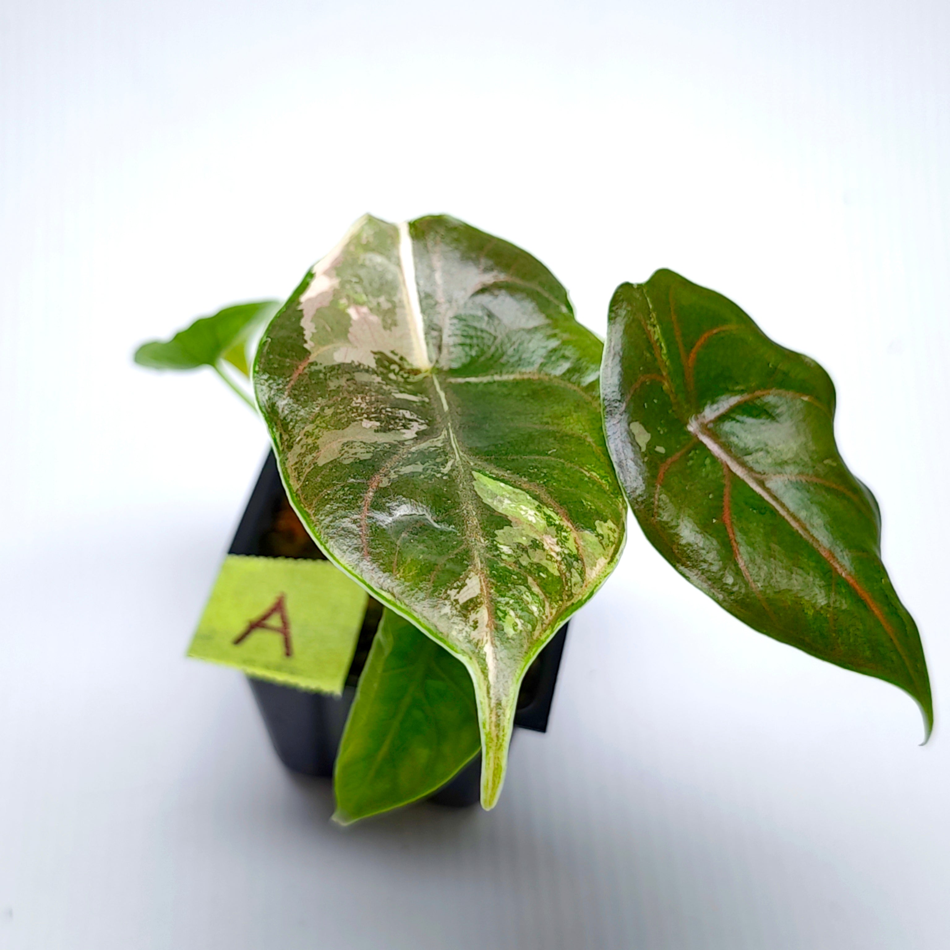 Alocasia azlanii Pink variegated – Flora Magnifica Australia