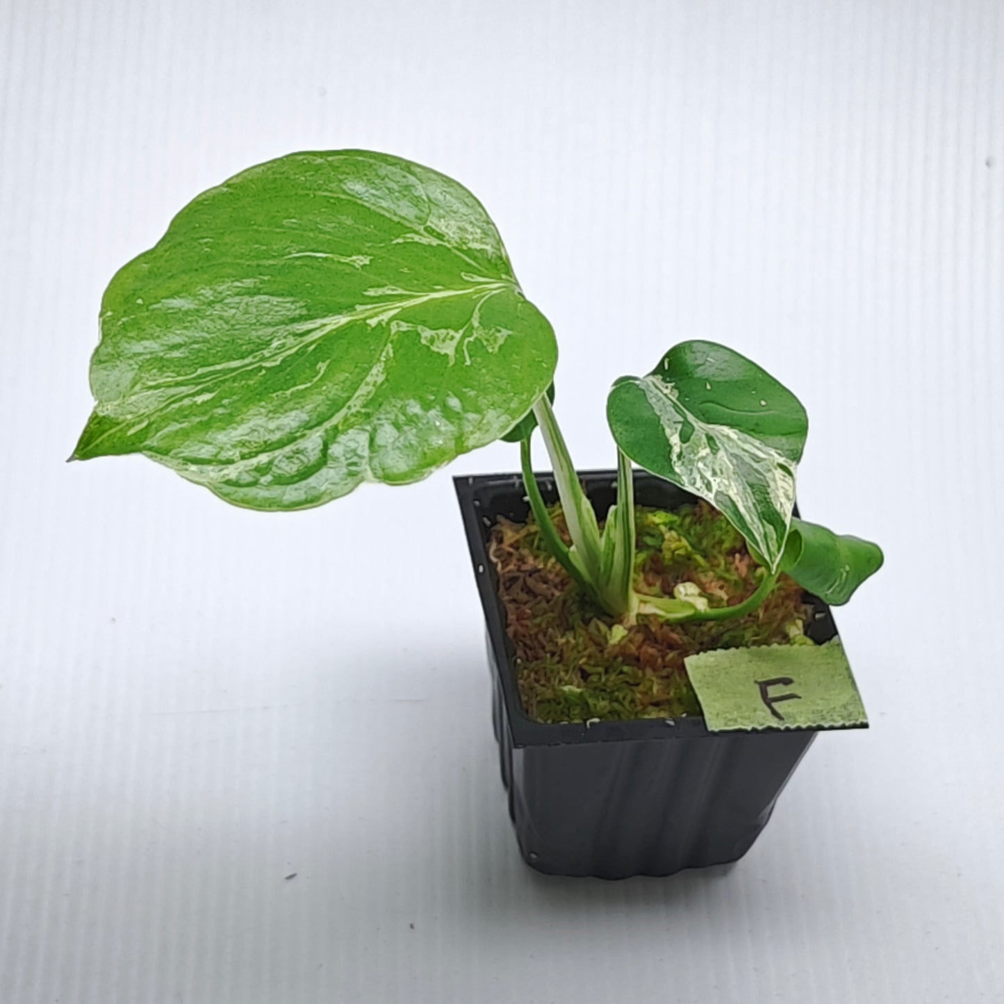 Monstera Bulbasaur