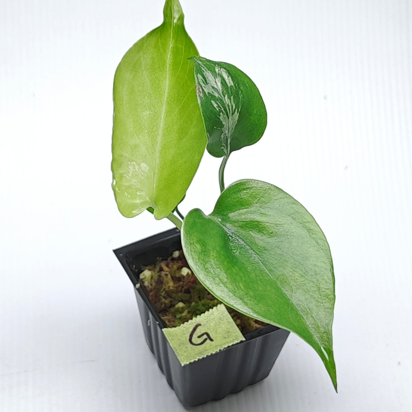 Monstera Bulbasaur