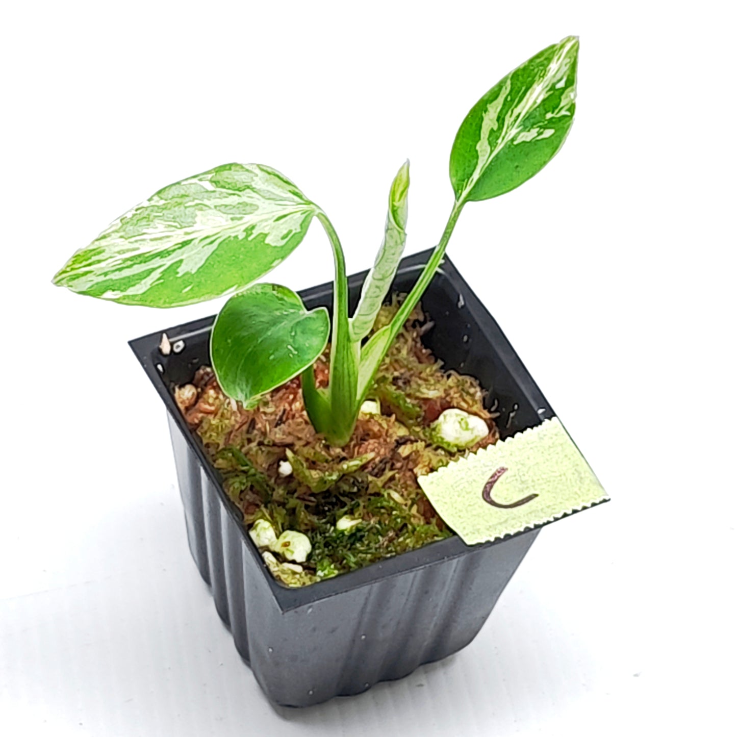 Monstera Bulbasaur