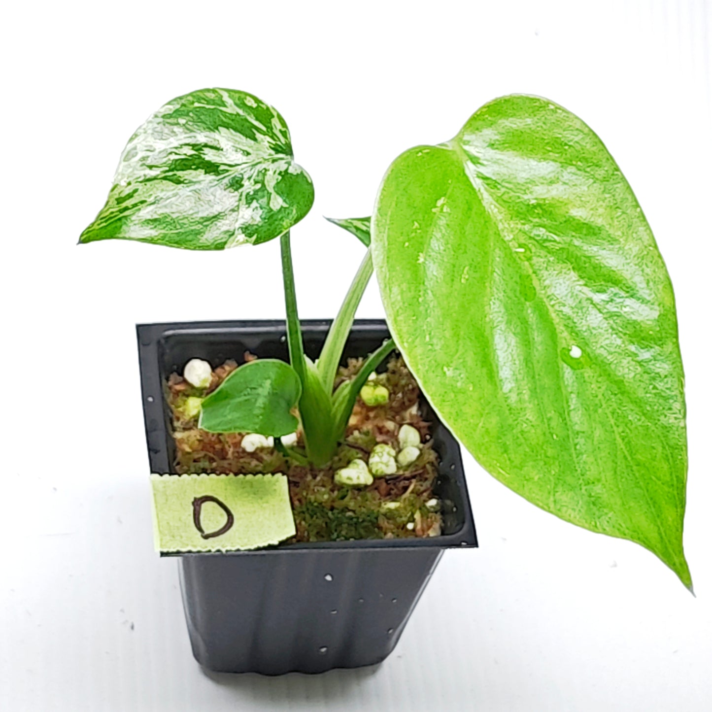 Monstera Bulbasaur